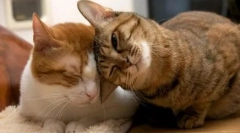 Спокійний, тільки спокійний: заспокійливий з felway felway